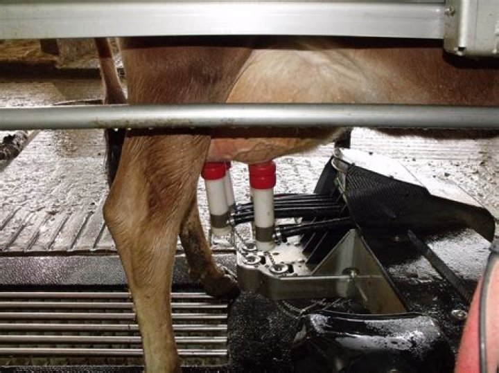 Are any dairy farms humane?