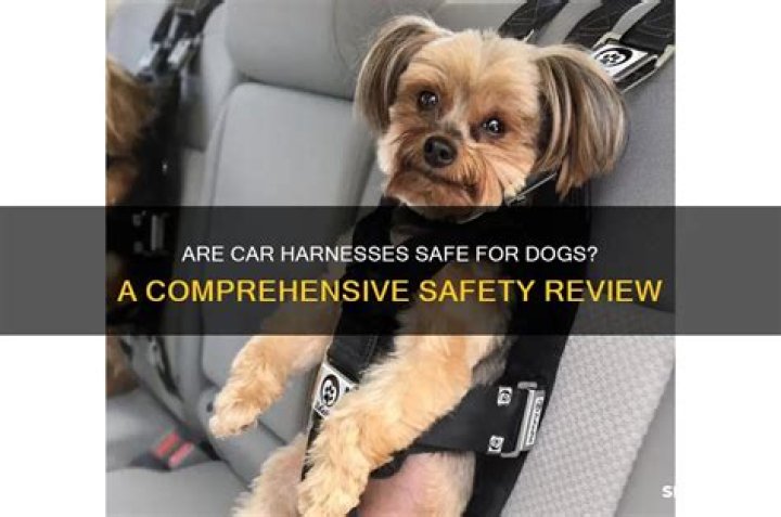 Are car harnesses safe for puppies?