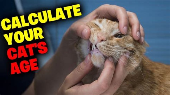 At what age should a female cat be spayed?