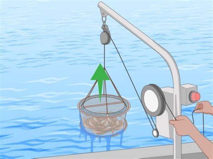 Can you catch shrimp in Mobile Bay?