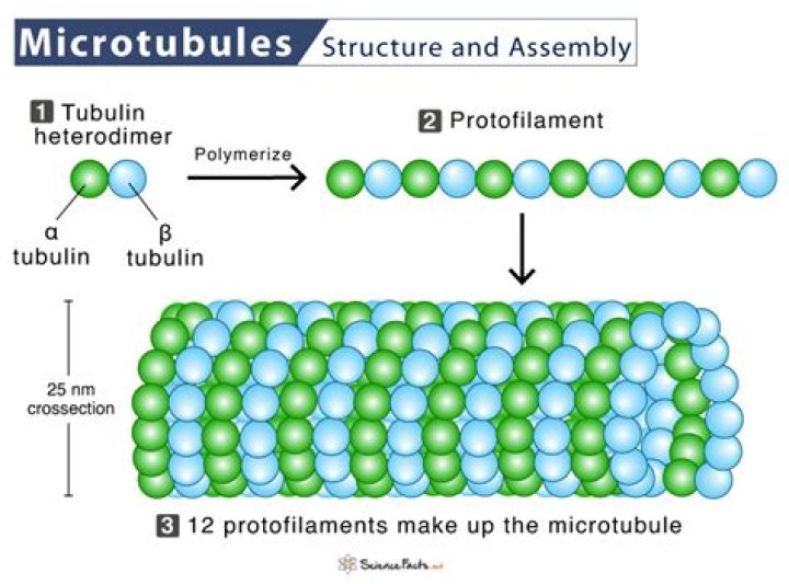 Do centrosomes contain tubulin?