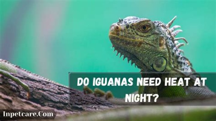 Do green iguanas need light at night?