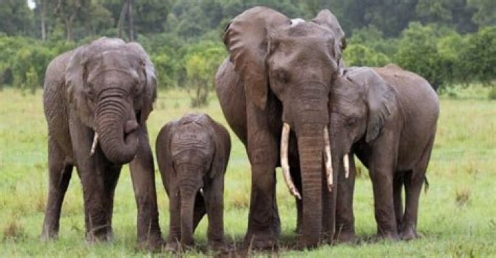 Do Indian elephants live in groups?