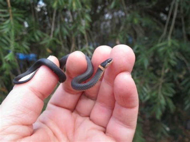 Do ringneck snakes like to be held?