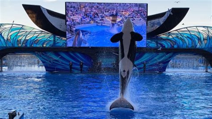 Do they still do orca shows at SeaWorld?