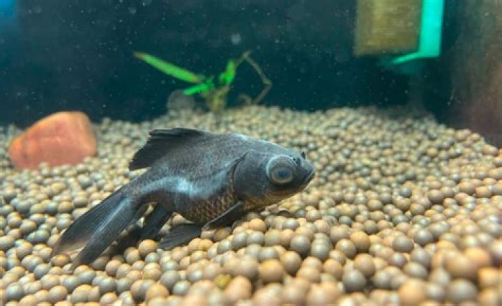 How do I know if my black moor fish is dying?