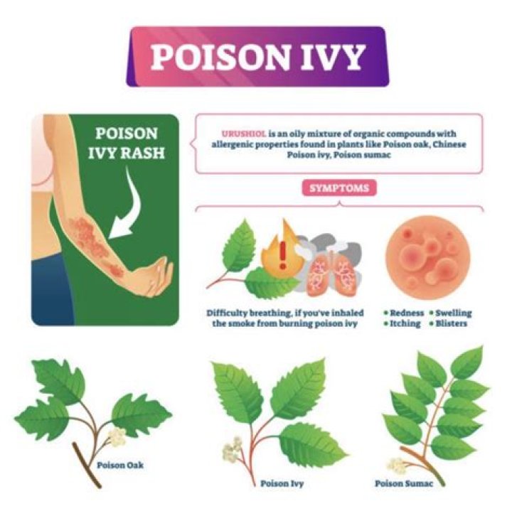 How do you get poison ivy oil off tools?