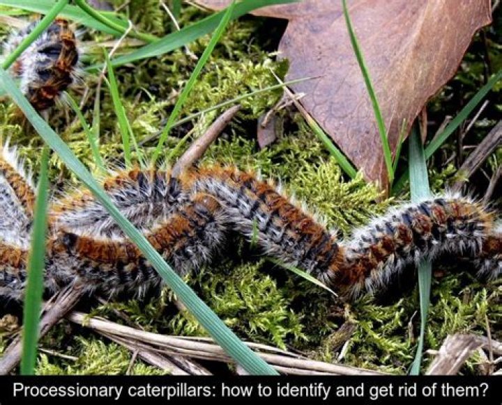 How do you get rid of processionary caterpillars?