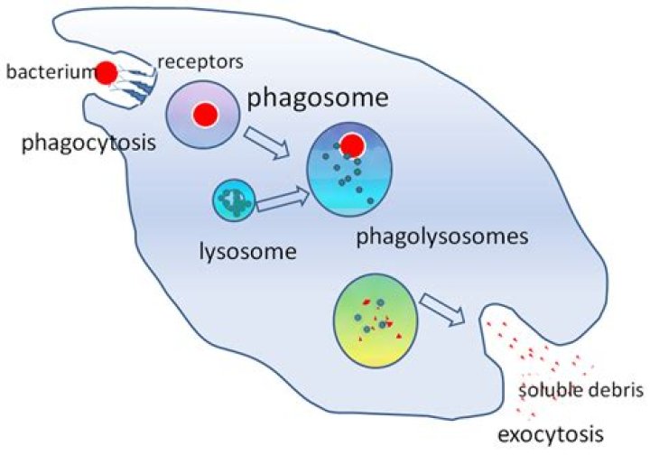 How does phagocytosis differ from endocytosis?