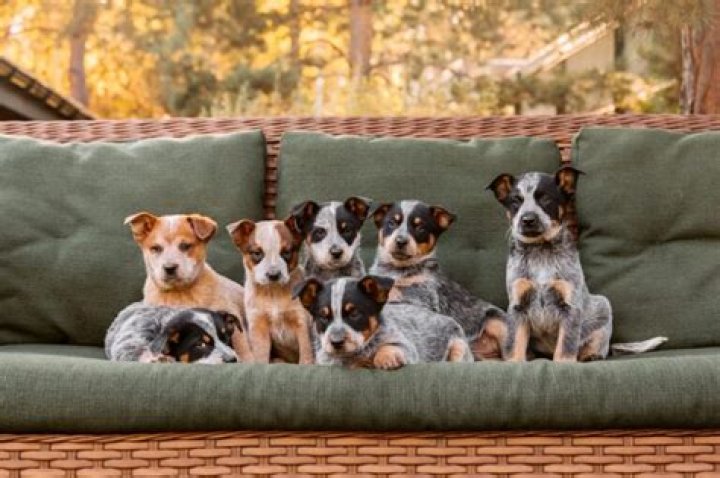 How much do Australian cattle dogs cost?