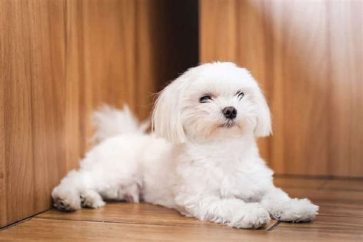How much does a teacup Maltese dog cost?