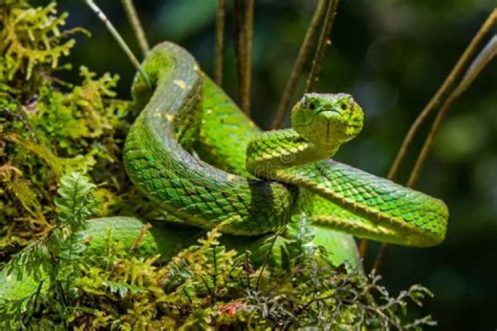 Is green pit viper venomous?