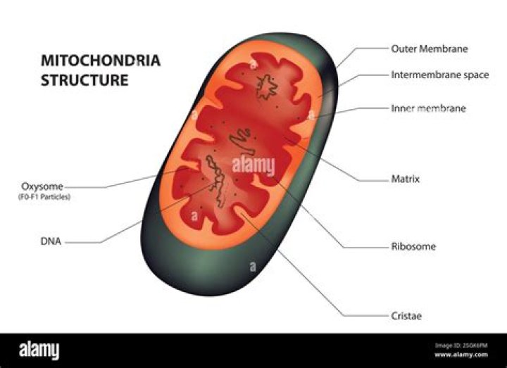 Is mitochondria absent in axon?