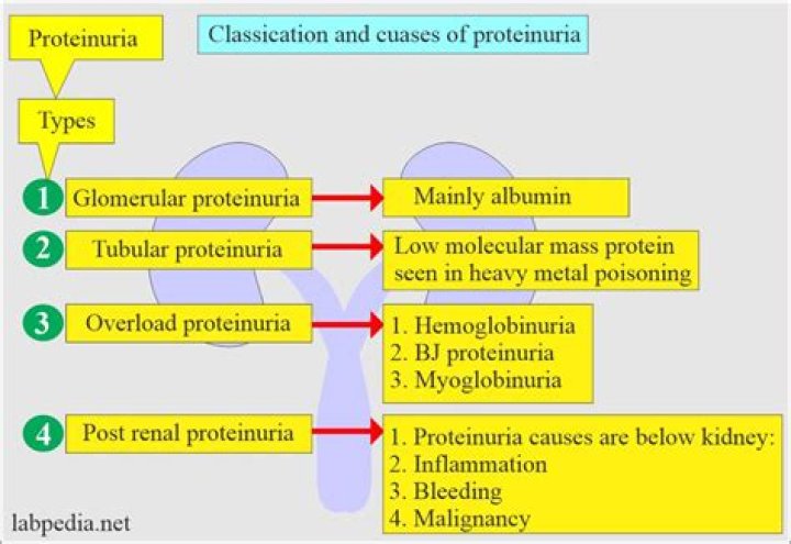 What are 5 common causes of proteinuria?