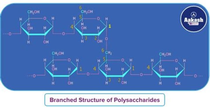 What are the functions of polysaccharides?
