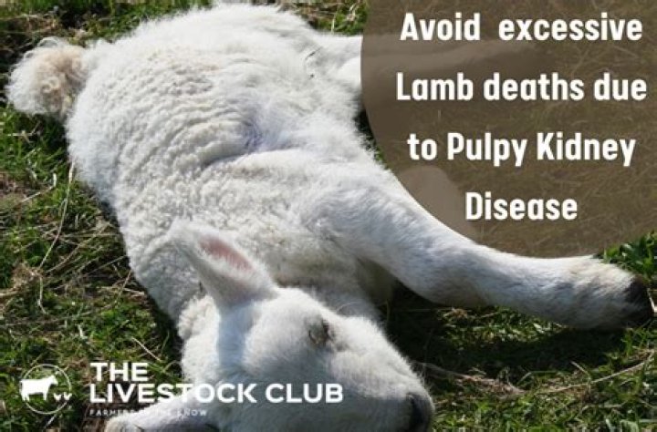 What are the symptoms of pulpy kidney in lambs?