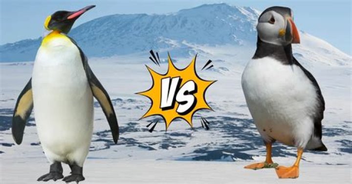 What bird is related to the puffin?