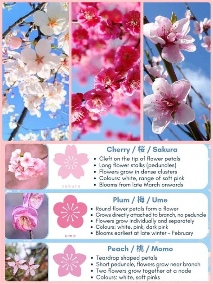 What do cherry blossoms represent in love?