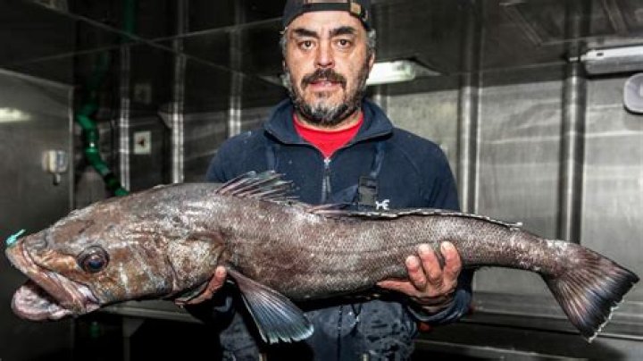 What does Patagonian toothfish taste like?