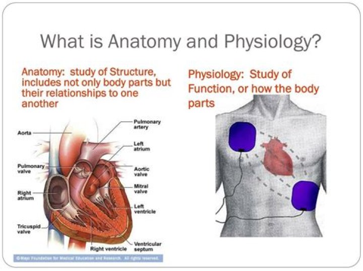 What is Anatomy and Physiology 1?