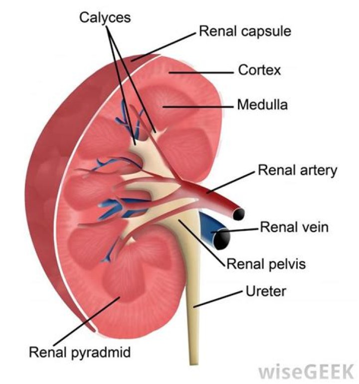 What is Intrarenal pelvis?