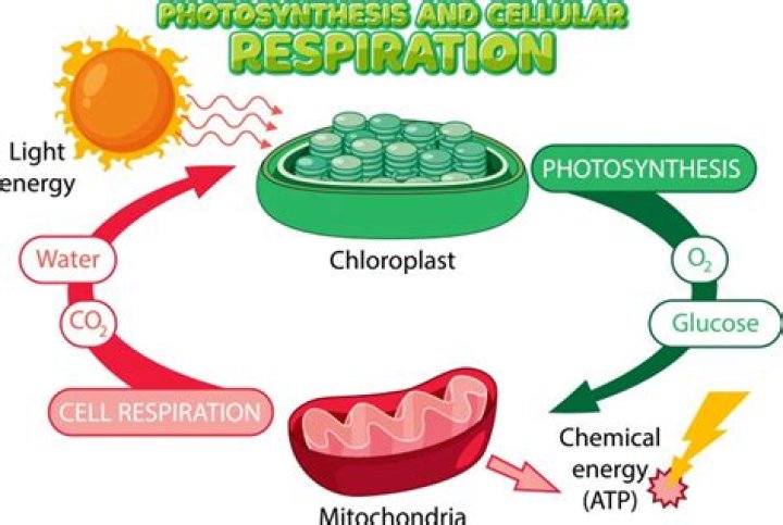 What is photorespiration and what is its effect?