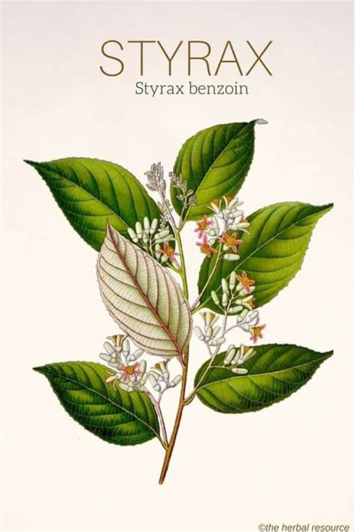 What is Styrax benzoin used for?