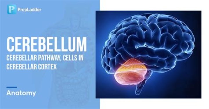 What is the cerebellum sensitive to?