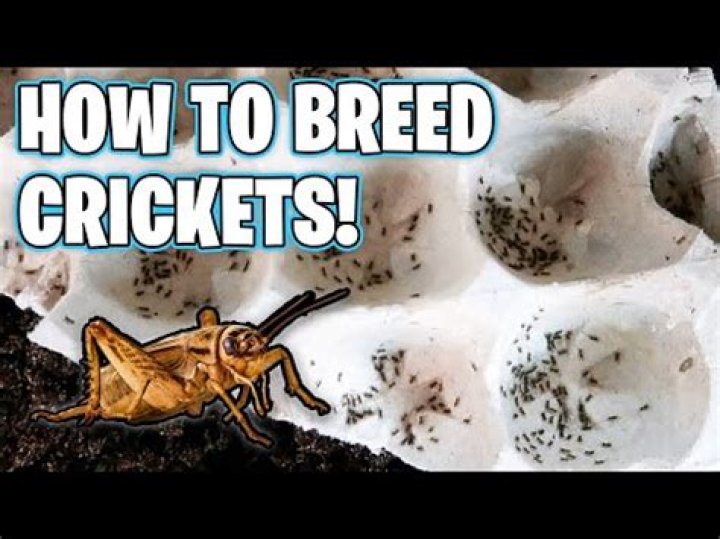 What is the easiest way to breed crickets?