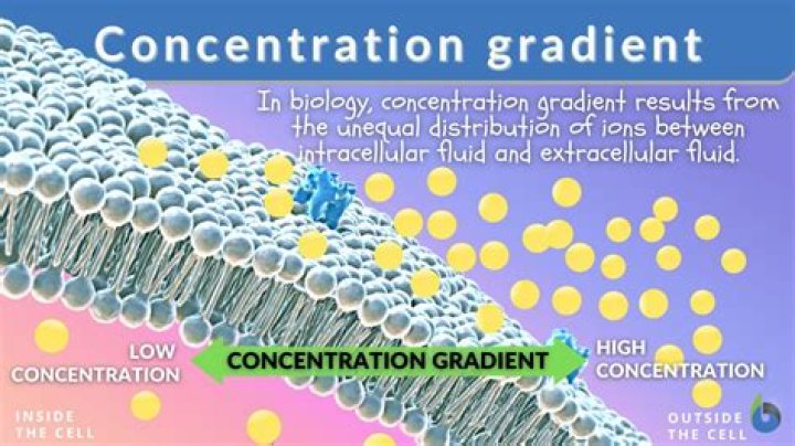 What is the H+ concentration gradient?