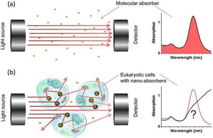 What is the meaning of visible spectrophotometry?