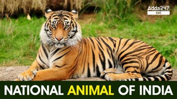 What is the national animal of India in?