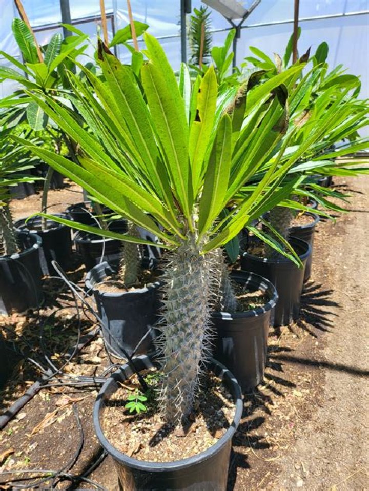 What is the rarest pachypodium?