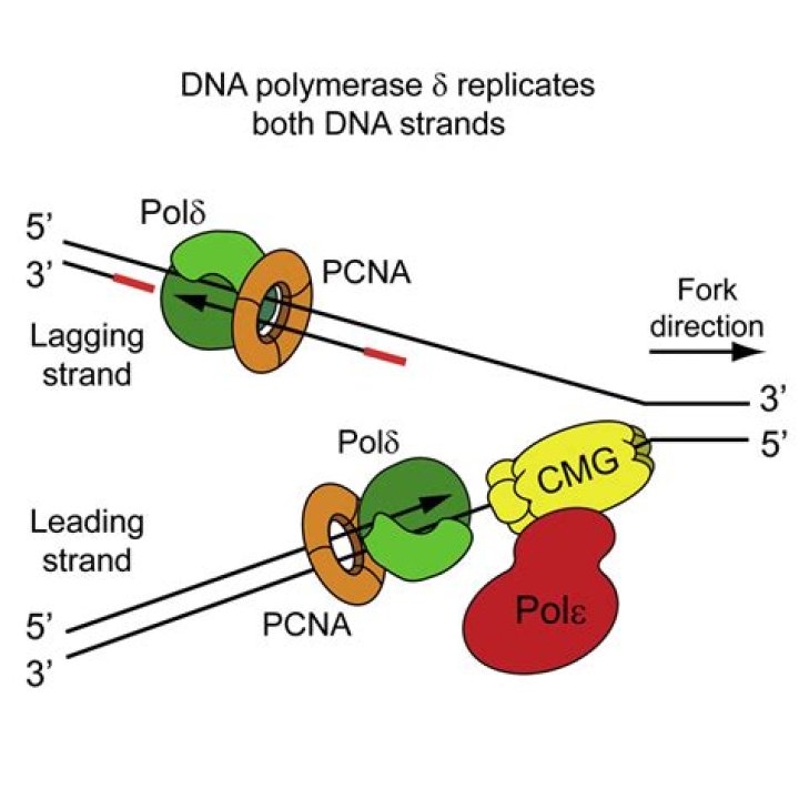 What is the role of DNA polymerase delta?