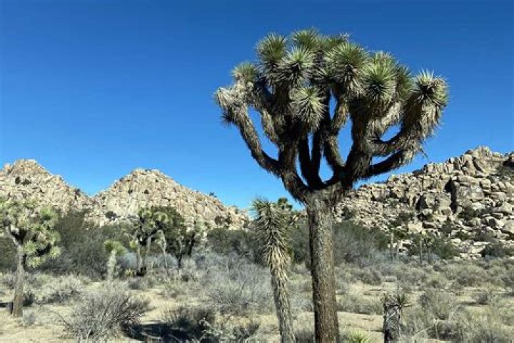 What kind of cactus are in Joshua Tree?