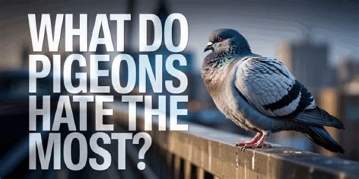 What liquid do pigeons hate?