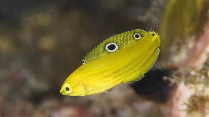 What saltwater fish are yellow?