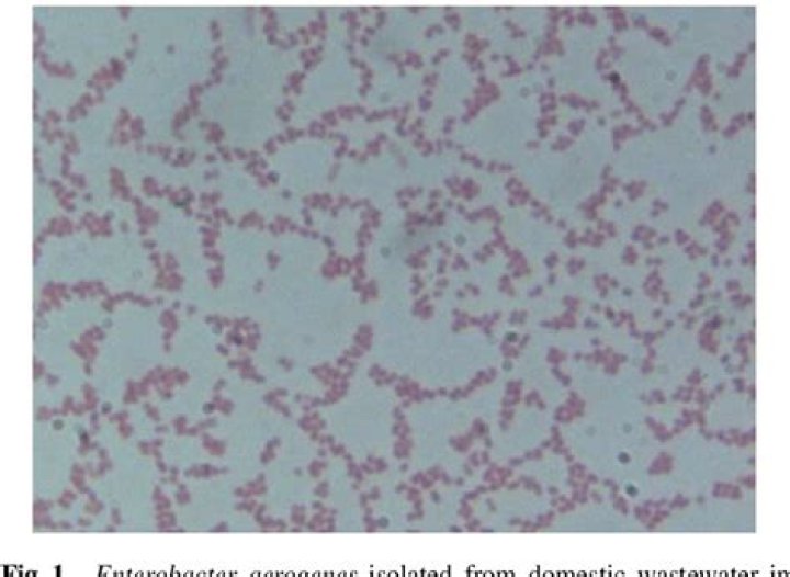 What shape and arrangement is Enterobacter aerogenes?