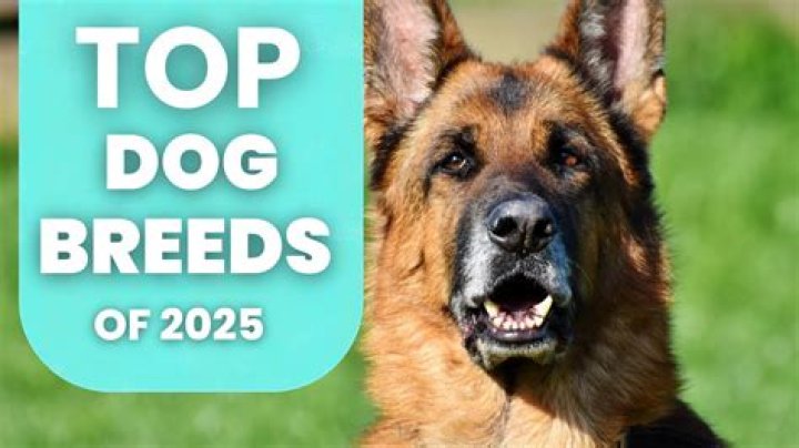 What was the most popular dog costume in 2015?